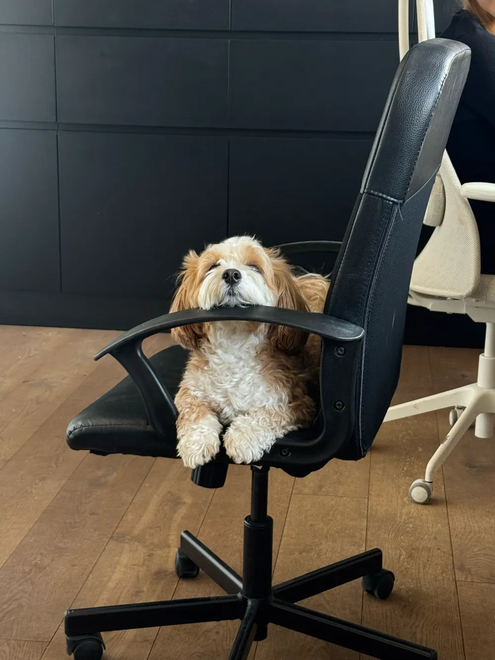 The CEO at work